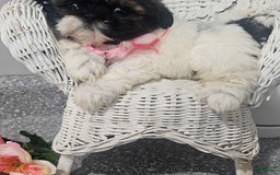 Shih Tzu dogs for sale: Tiny Tiff ❤️ - Image 23