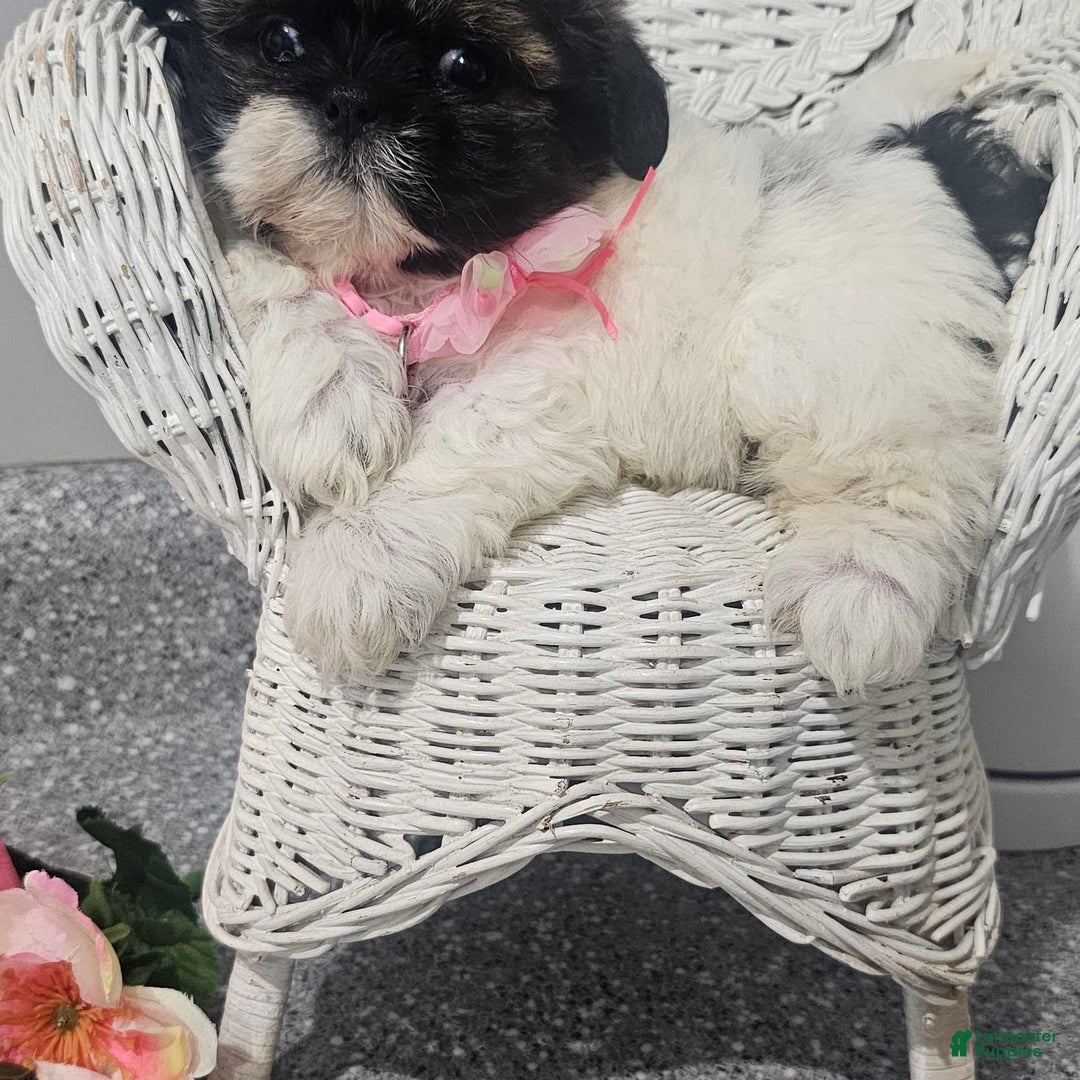 Shih Tzu dogs for sale: Tiny Tiff ❤️ - Image 23