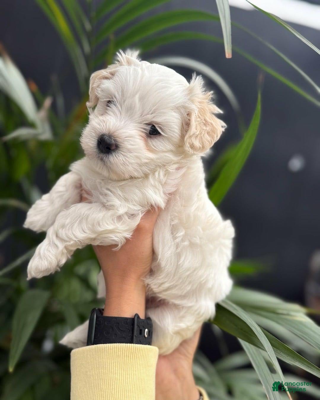 Maltipoo dogs for sale: Dexter - Image 3