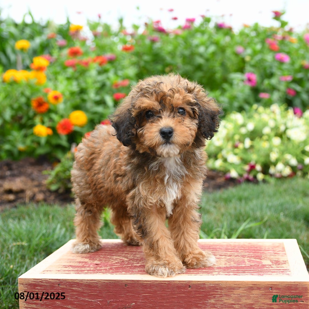 Miniature Poodle dogs for sale: Nash - Image 4