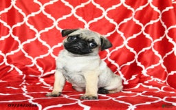 Pug dogs for sale: Lucky - Image 5