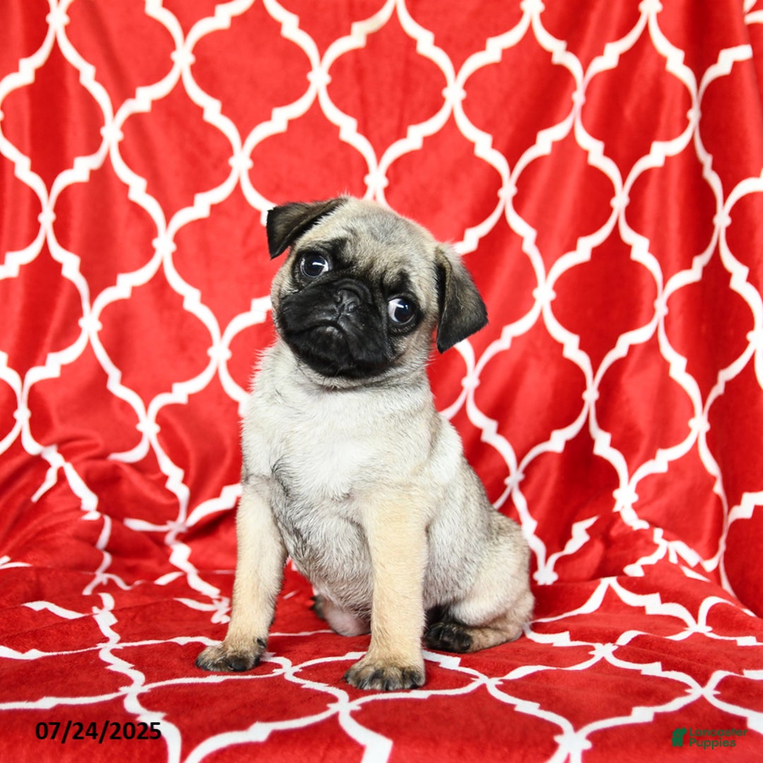 Pug dogs for sale: Lucky - Image 5