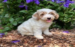 Mini Goldendoodle dogs for sale: Fluffy - Image 2