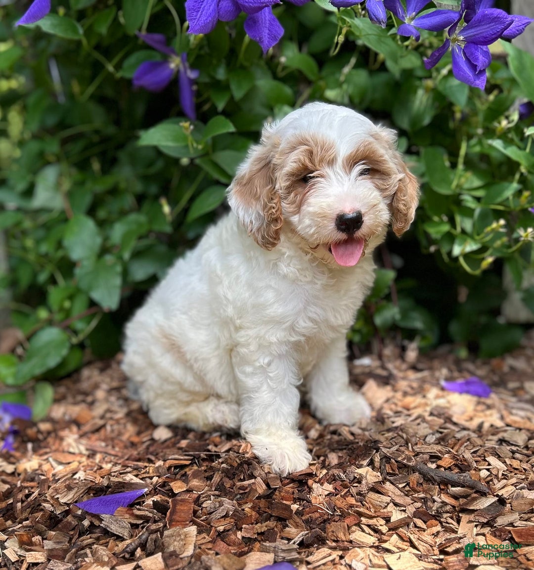 Mini Goldendoodle dogs for sale: Fluffy - Image 2