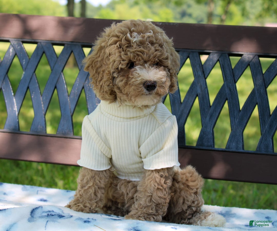 Miniature Poodle dogs for sale: Miniature Poodle 3 puppies - Image 7