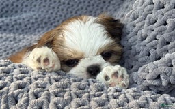Shih Tzu dogs for sale: Ollie - Image 5
