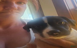 Jack Russell Terrier dogs for sale: Trixie - Image 1