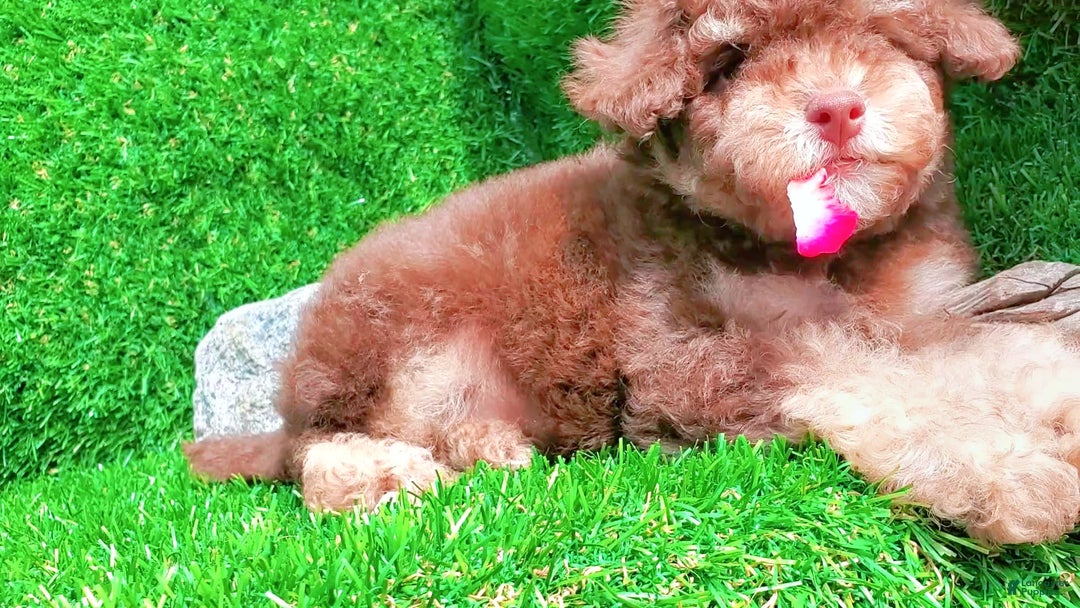 Maltipoo dogs for sale: Coconut - Image 13