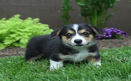 Welsh Corgi Pembroke dogs for sale: James - Image 3