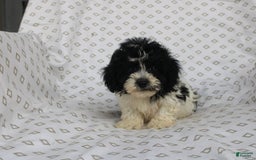 Shihpoo dogs for sale: Super - Image 5