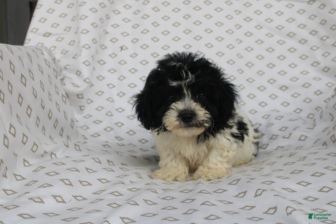 Shihpoo dogs for sale: Super - Image 5