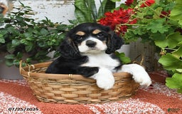 Cocker Spaniel dogs for sale: Annie - Image 2