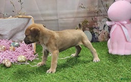Catahoula Leopard Dog dogs for sale: Goldie 2025 F3 - Image 2