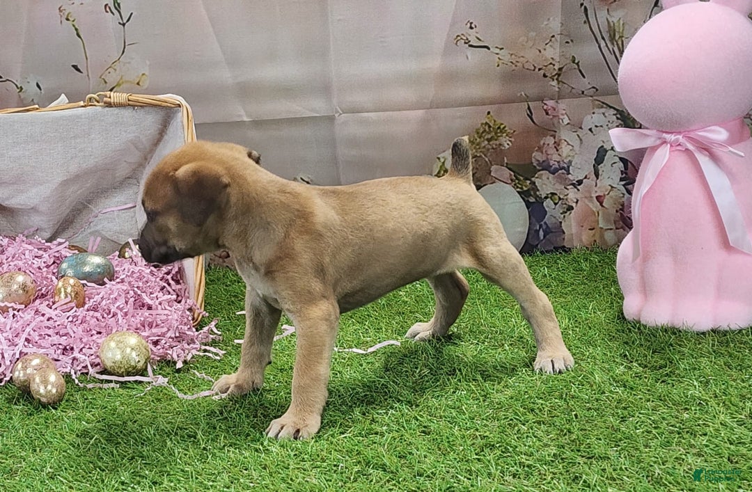 Catahoula Leopard Dog dogs for sale: Goldie 2025 F3 - Image 2