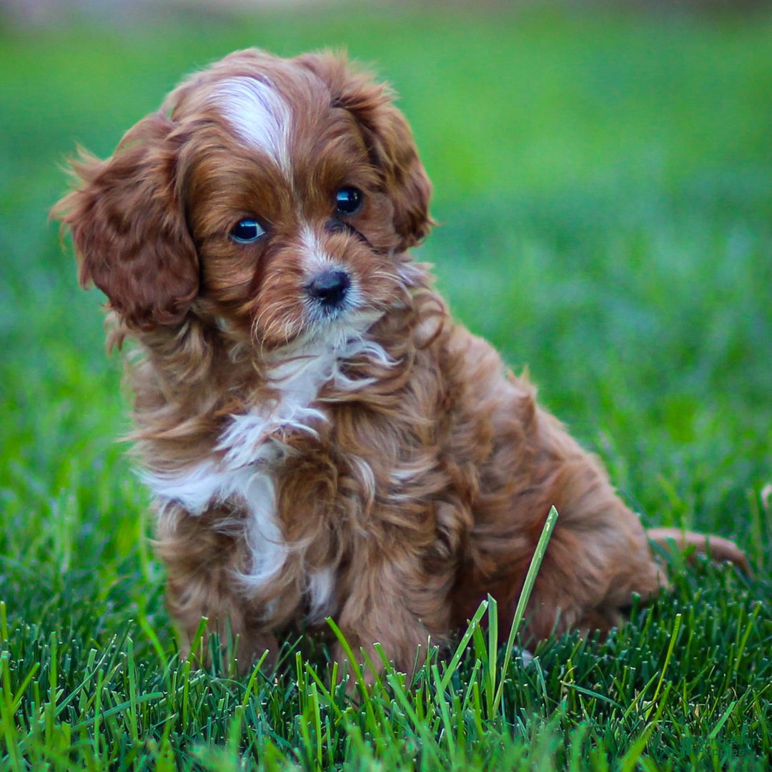 Cavapoo dogs for sale: Toby - Image 12