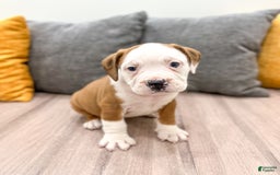 Beabull dogs for sale: Duke - Image 1