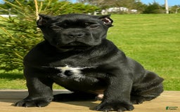 Cane Corso dogs for sale: Rocco - Image 3