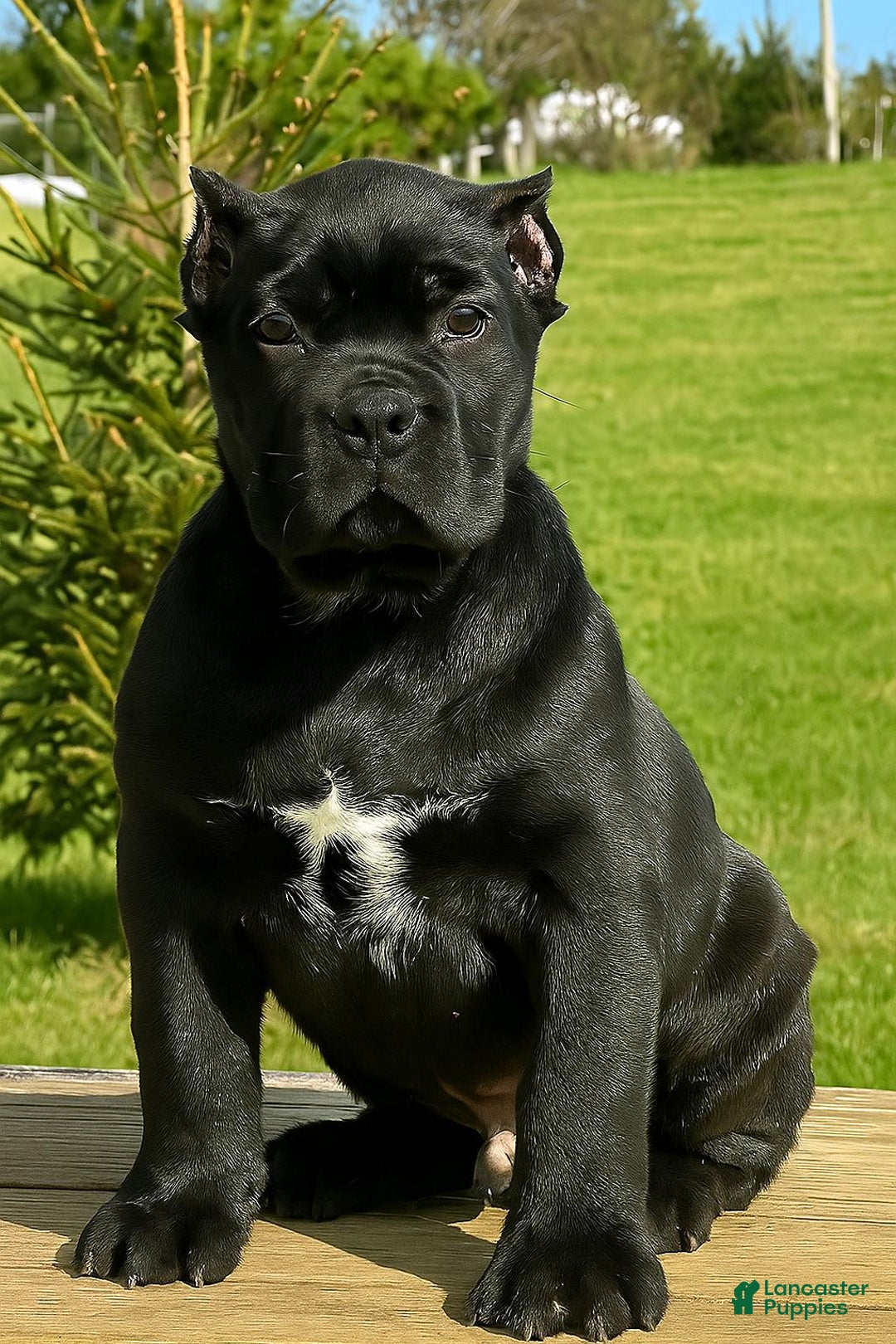 Cane Corso dogs for sale: Rocco - Image 3