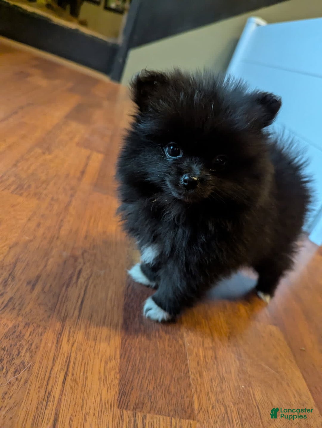 Pomeranian dogs for sale: Booty Boots - Image 5