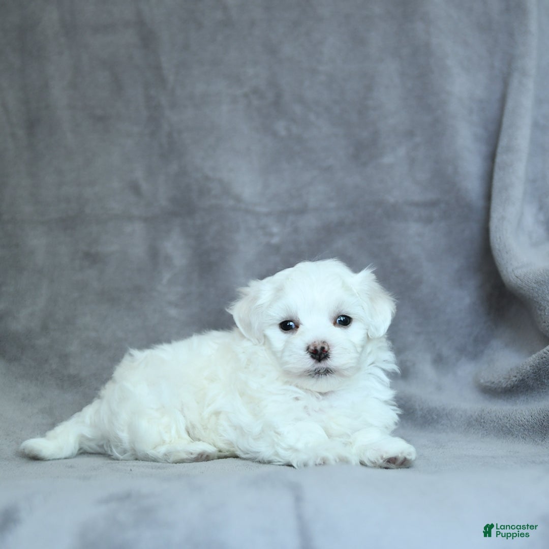 Maltese dogs for sale: Dakota - Image 10