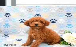 Cockapoo dogs for sale: Daisy - Image 2