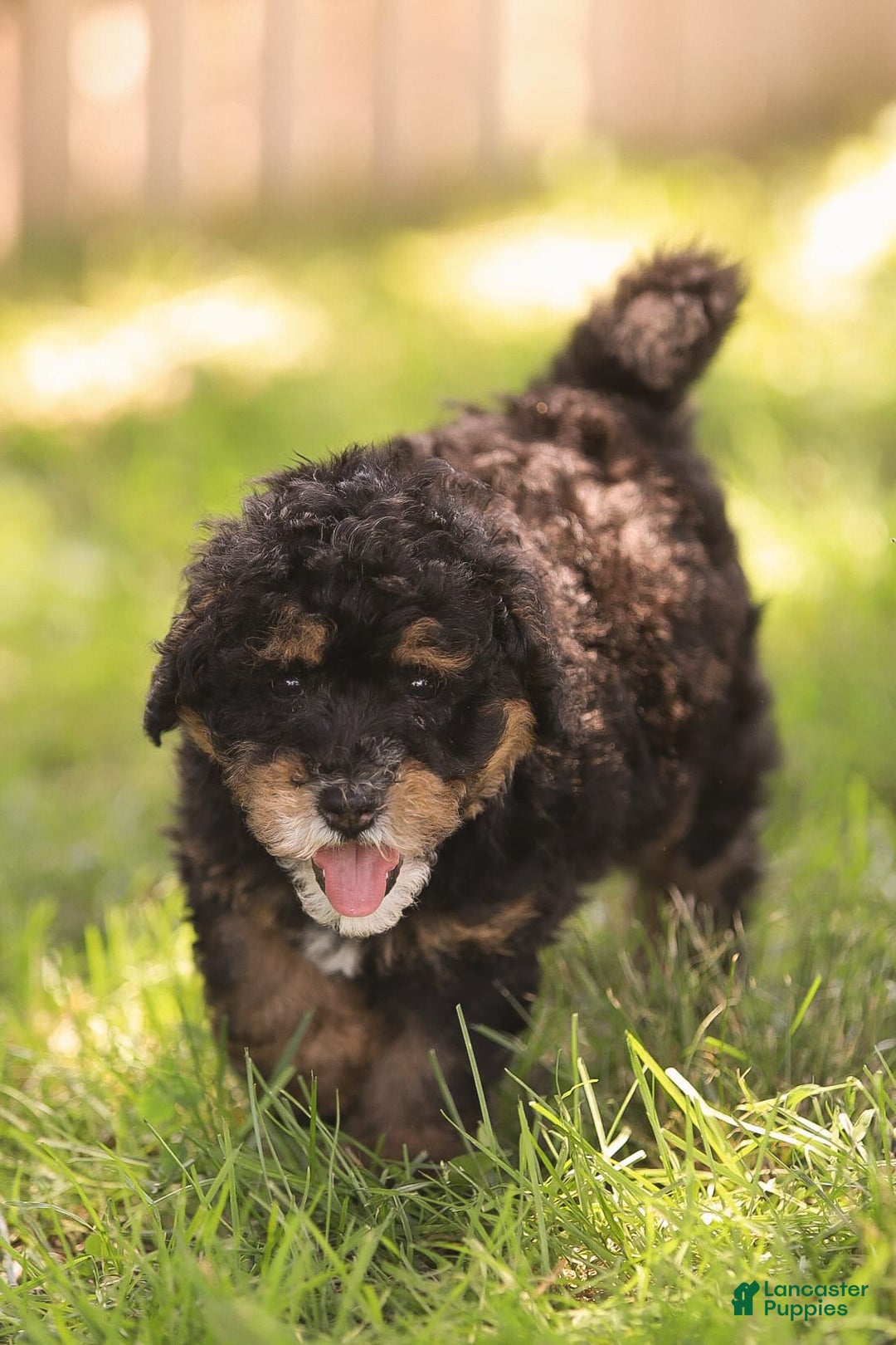 Mini Bernedoodle dogs for sale: Marshall - Image 3