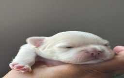 French Bulldog dogs for sale: Pynk - Image 6