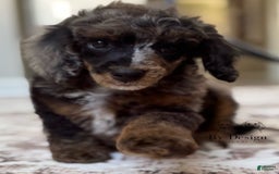 Standard Poodle dogs for sale: Adam - Image 7