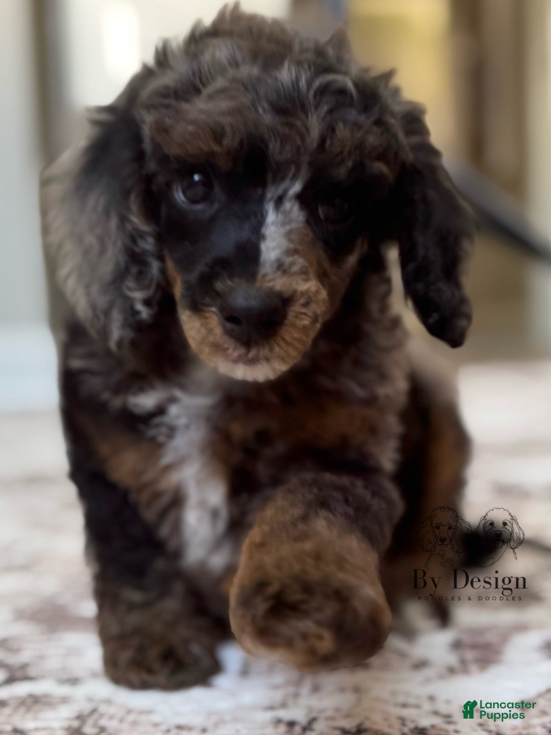 Standard Poodle dogs for sale: Adam - Image 7