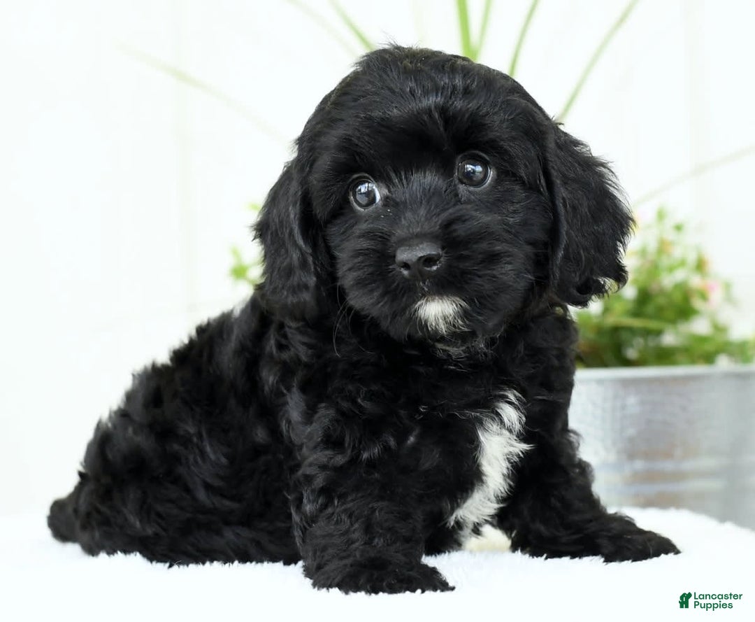 Cavapoo dogs for sale: Grizzly - Image 8