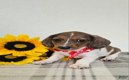 Dachshund dogs for sale: Slinky - Image 2