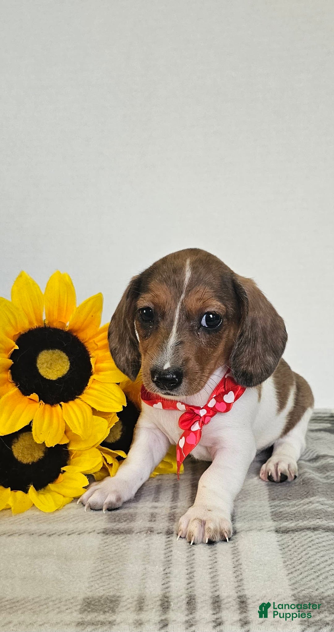 Dachshund dogs for sale: Slinky - Image 2