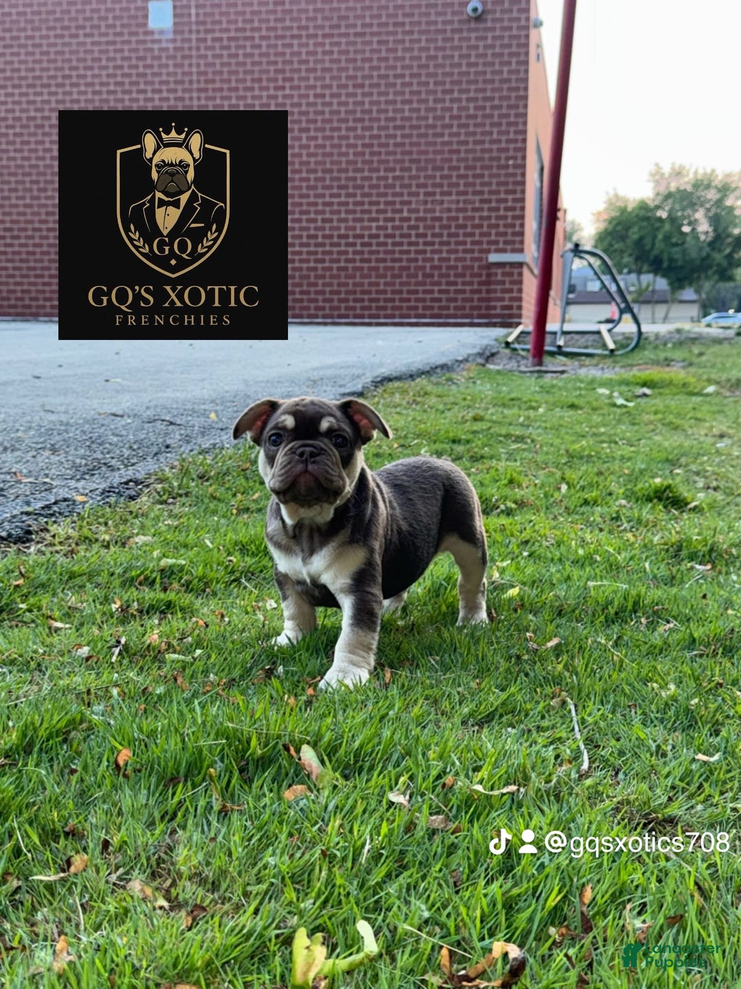 French Bulldog dogs for sale: Bahha - Image 5