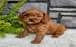 Cavapoo dogs for sale: Sadie - Image 2