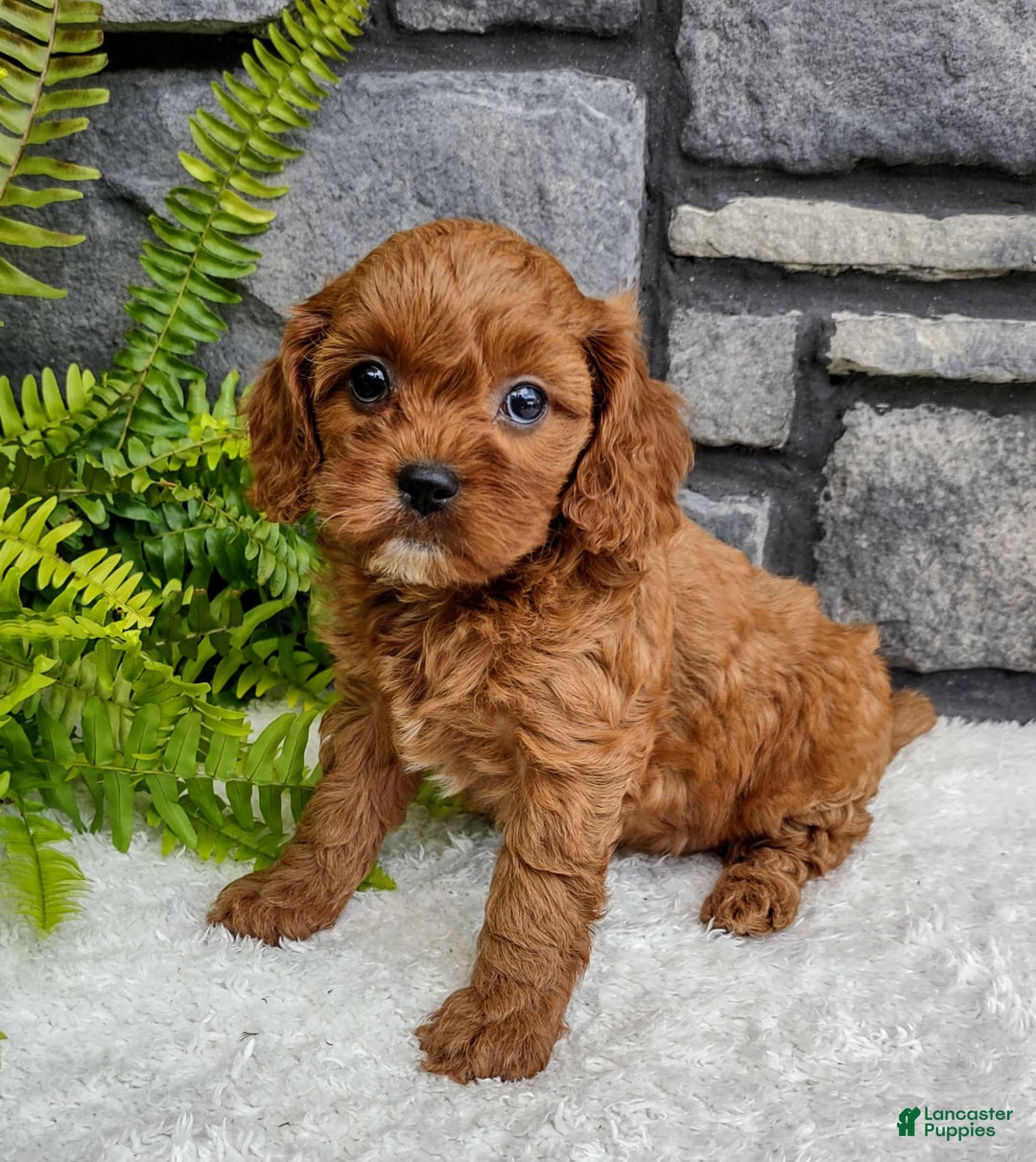 Cavapoo dogs for sale: Sadie - Image 2