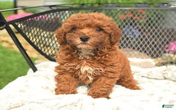 Mini Goldendoodle dogs for sale: Lilly - Image 13