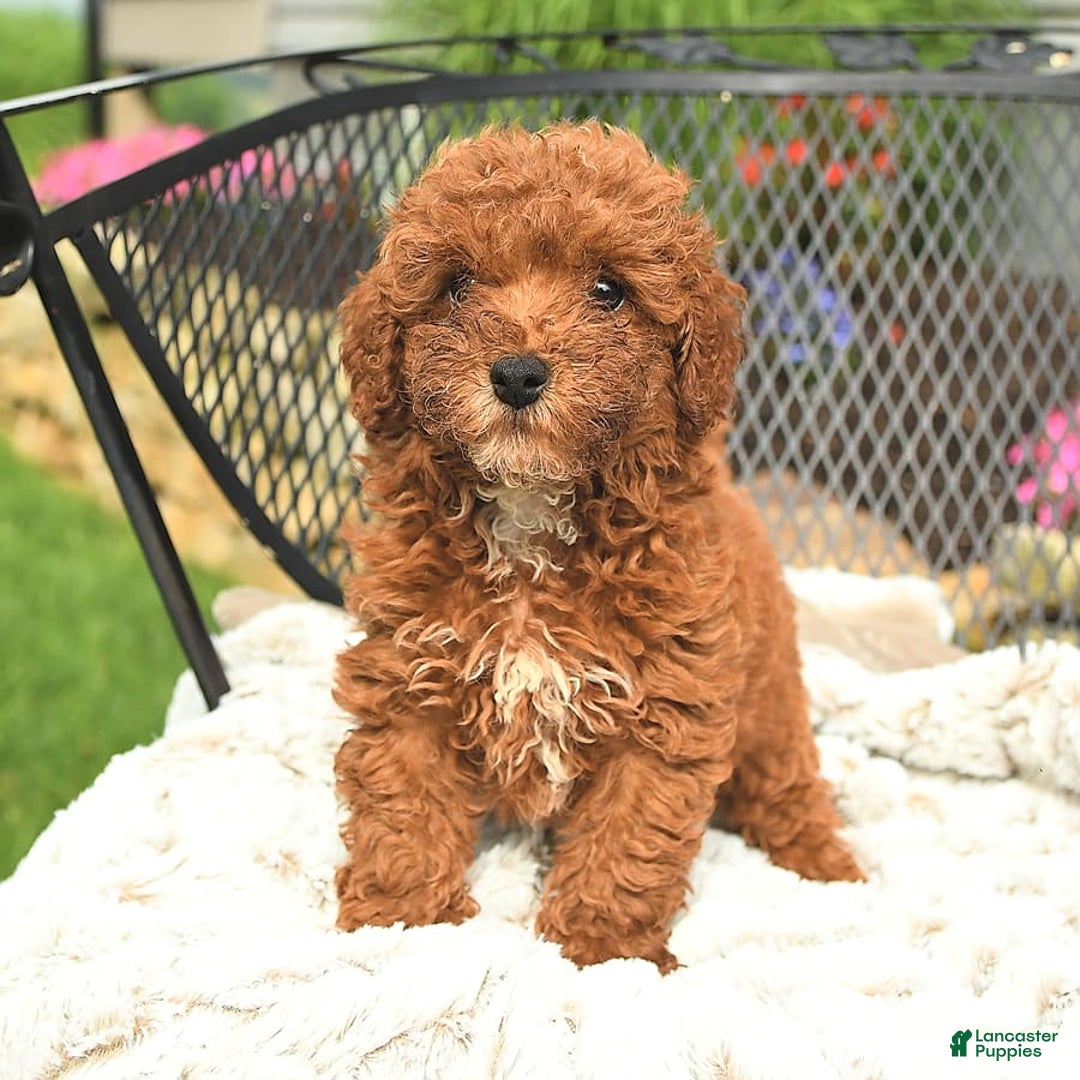 Mini Goldendoodle dogs for sale: Lilly - Image 13