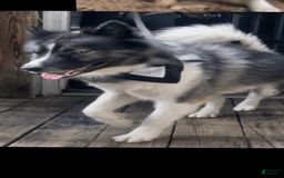 Siberian Husky dogs for sale: Kaya - Image 15