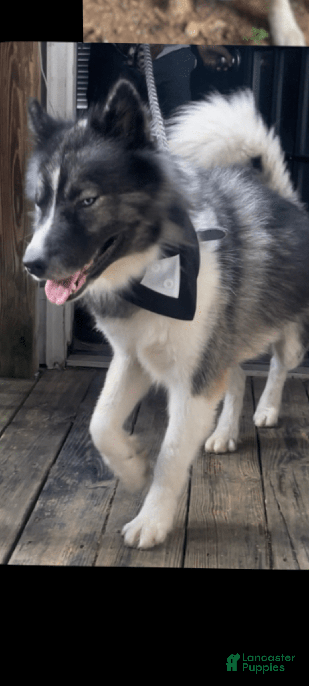 Siberian Husky dogs for sale: Kaya - Image 15