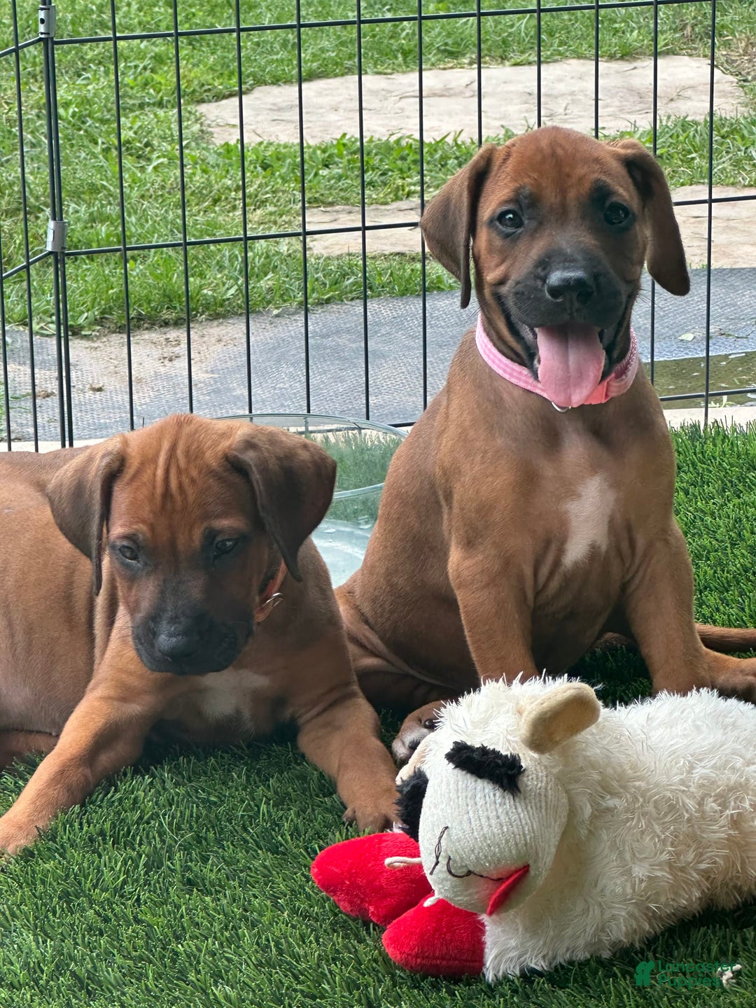 Rhodesian Ridgeback dogs for sale: Sandy - Image 3