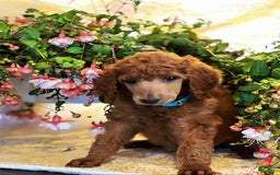 Standard Poodle dogs for sale: Charlie - Image 2