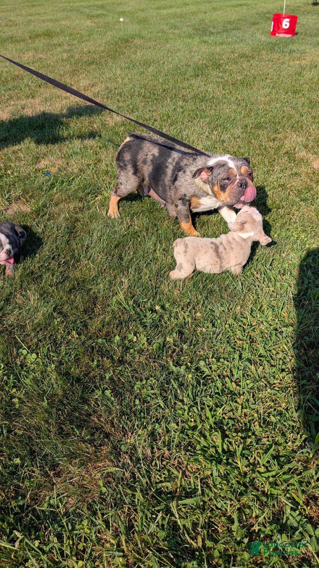 English Bulldog dogs for sale: Hunter - Image 15