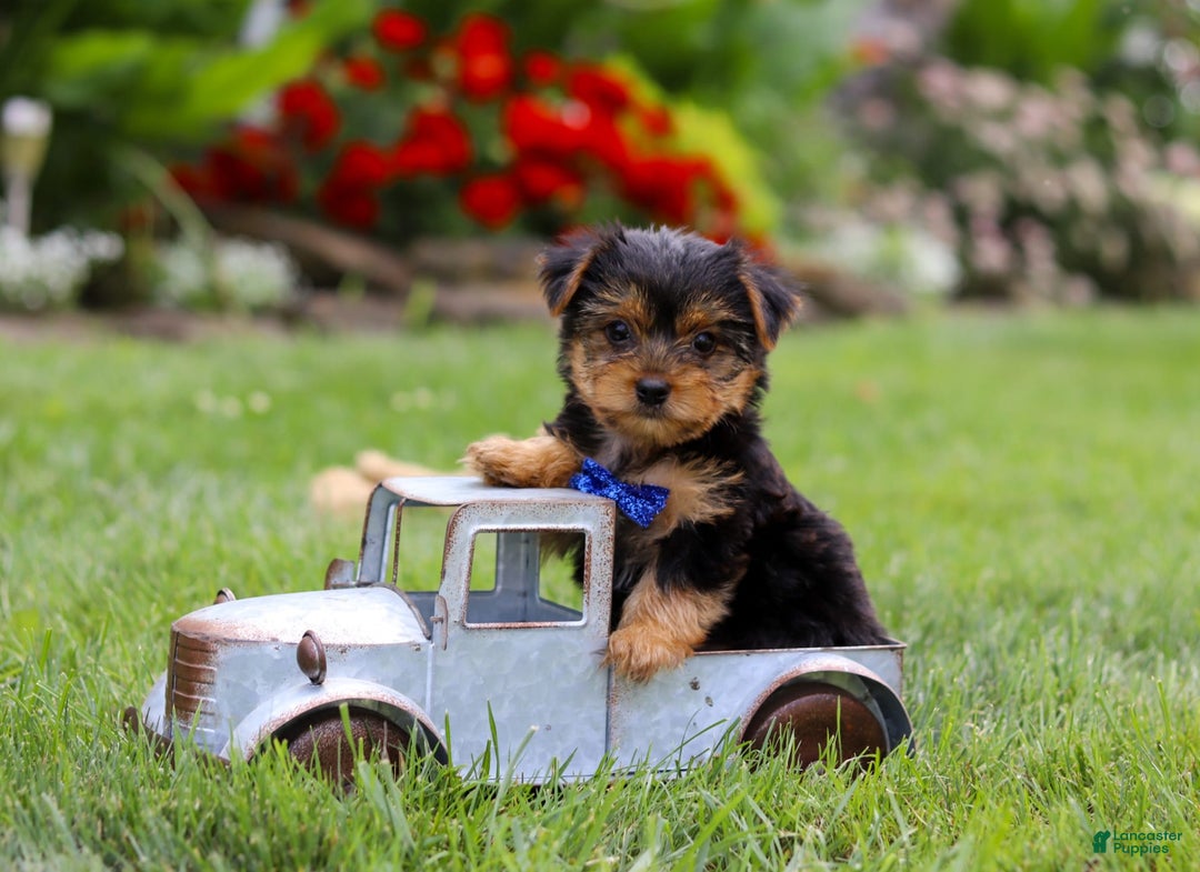 Yorkshire Terrier dogs for sale: Theodore - Image 15
