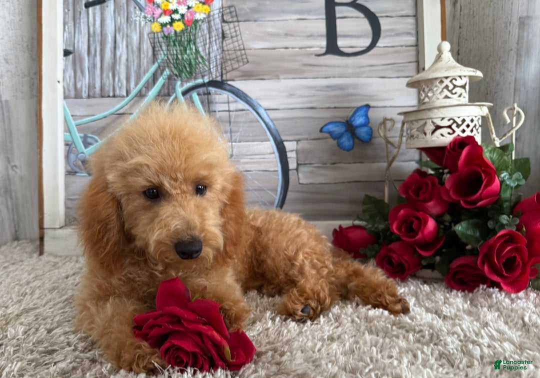 Toy Poodle dogs for sale: Cloey - Image 6