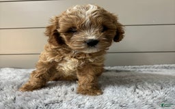 Cavapoo dogs for sale: Cavapoo 4 puppies - Image 1