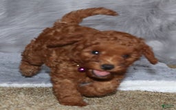 Mini Goldendoodle dogs for sale: Cami - Image 33