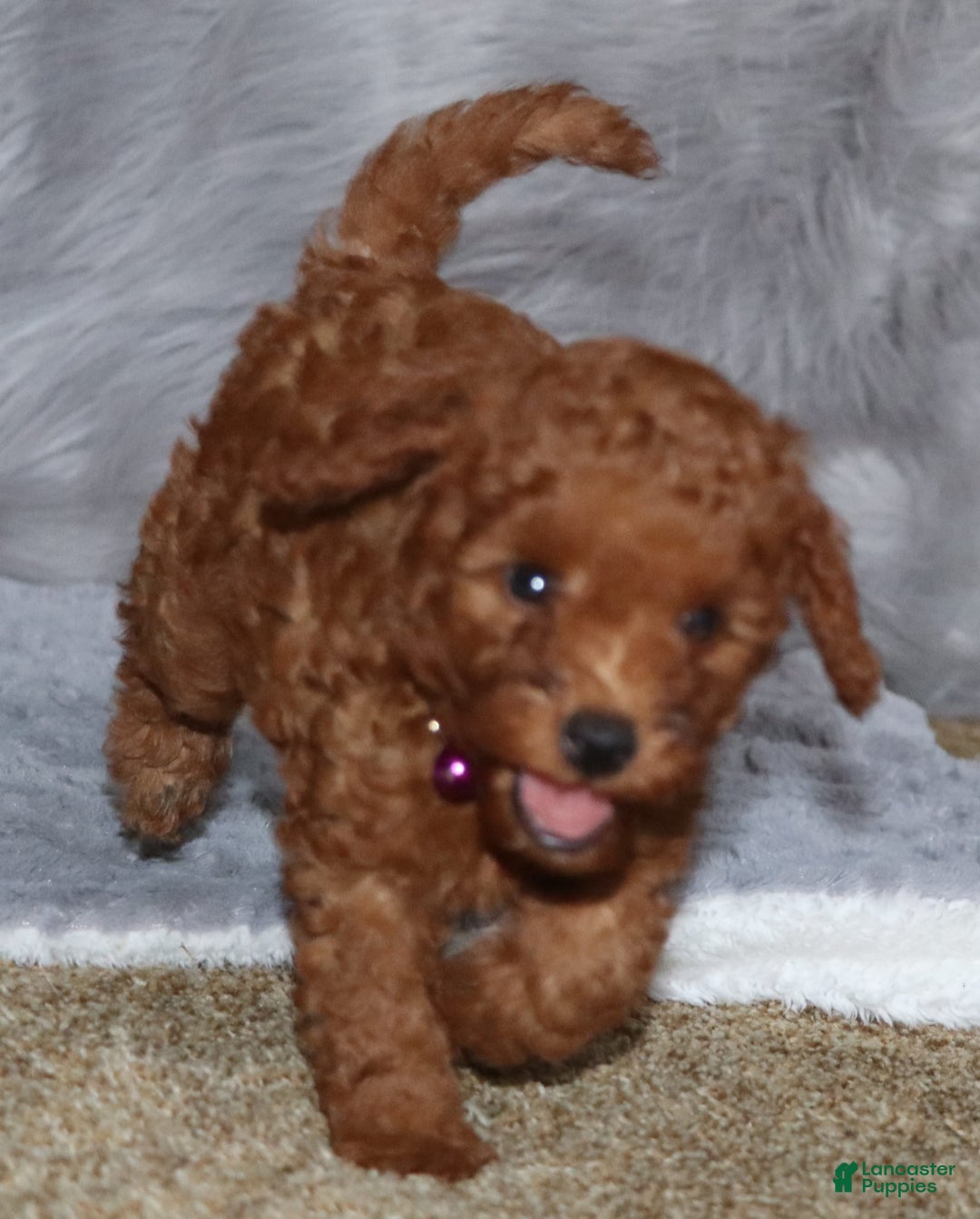 Mini Goldendoodle dogs for sale: Cami - Image 33