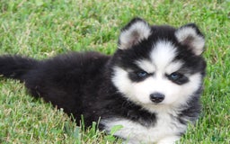 Pomsky dogs for sale: Ashley - Image 6