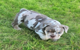 English Bulldog dogs for sale: Pebbles - Image 16