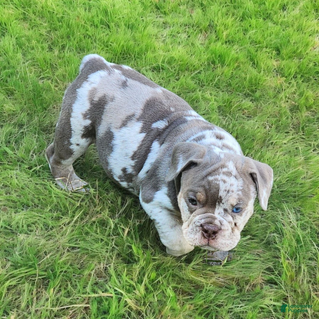 English Bulldog dogs for sale: Pebbles - Image 16